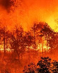 Raging orange forest fire over black trees